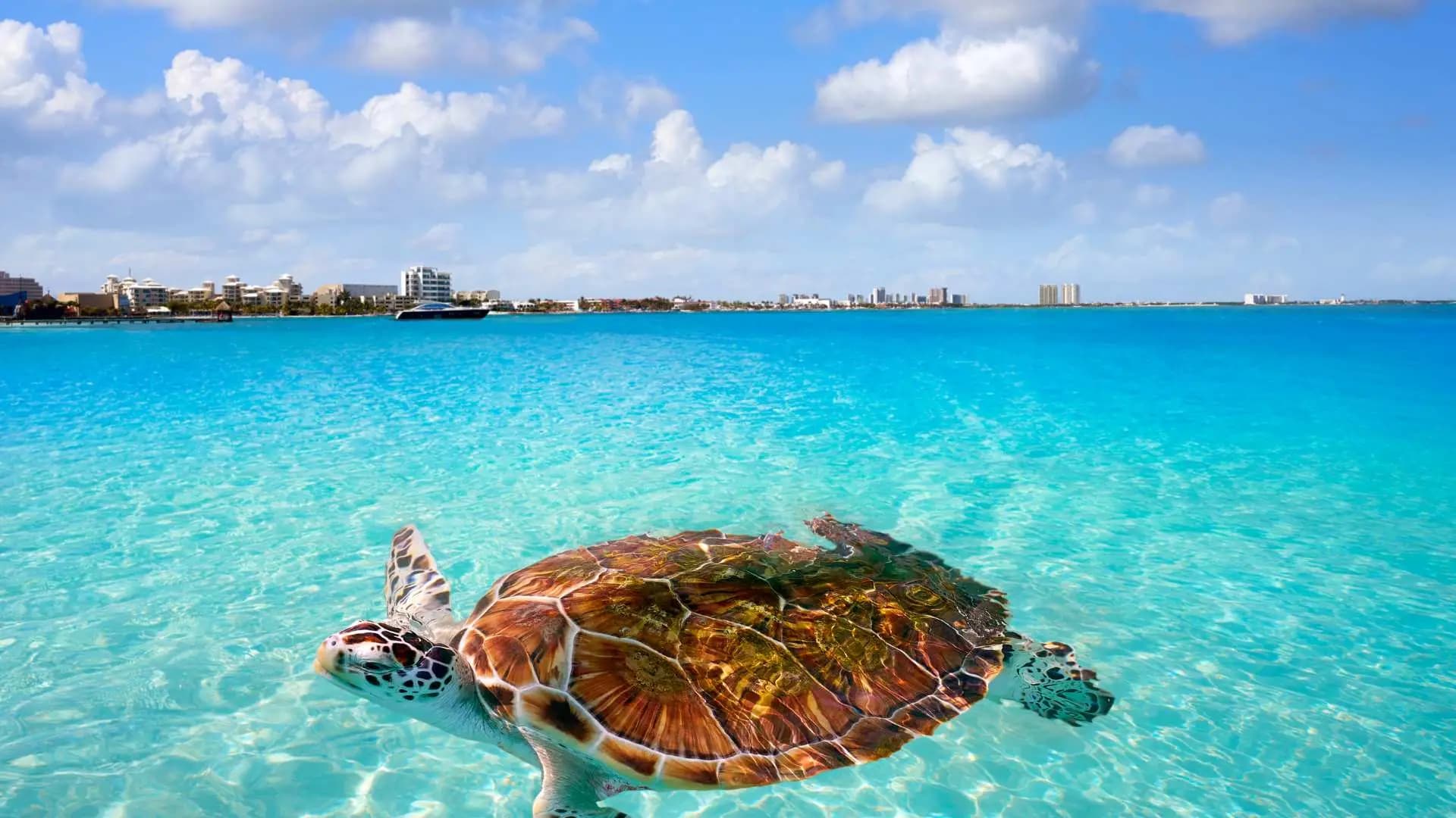 Cancun Ocean View - Imagen 2