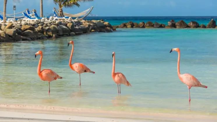 Aruba en Coconut Inn - Imagen 1