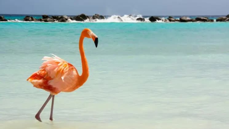 Aruba en Coconut Inn - Imagen 10