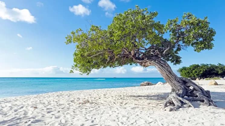 Aruba All Inclusive - Imagen 3