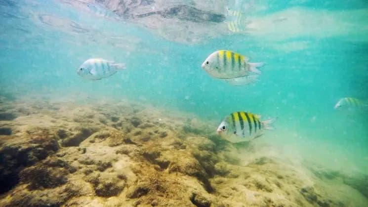 Porto de Galinhas y Maragogi - Nordeste - Imagen 8