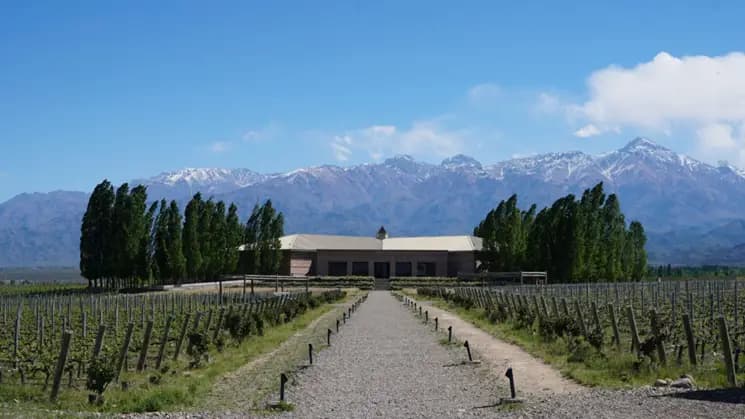 Mendoza - Vinos & Oliva - Imagen 3