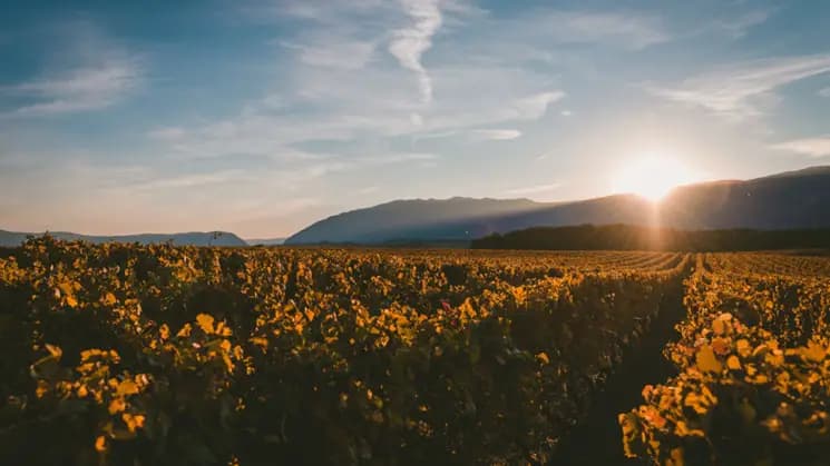 Mendoza - Vinos & Oliva - Imagen 5