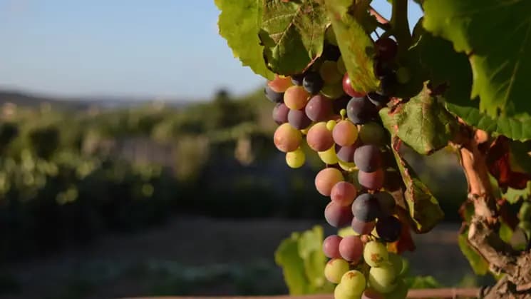 Mendoza - Vinos & Oliva - Imagen 2