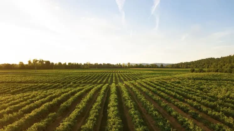 Mendoza - Vinos & Oliva - Imagen 1